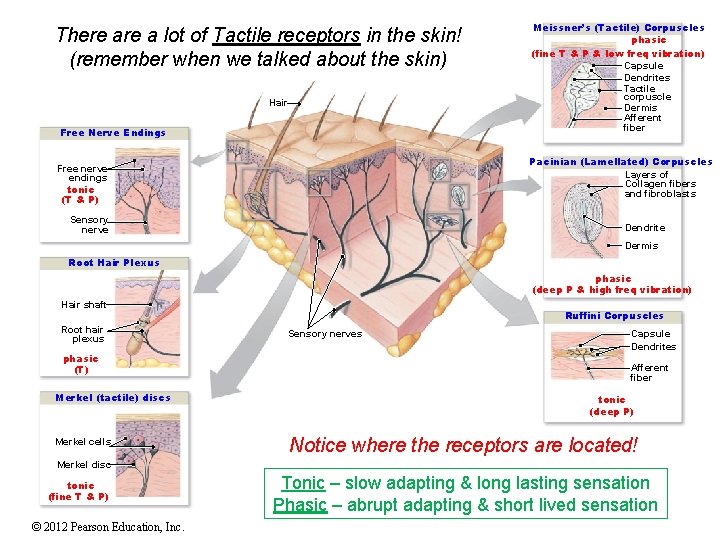 There a lot of Tactile receptors in the skin! (remember when we talked about