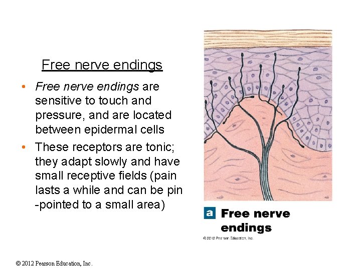 Free nerve endings • Free nerve endings are sensitive to touch and pressure, and