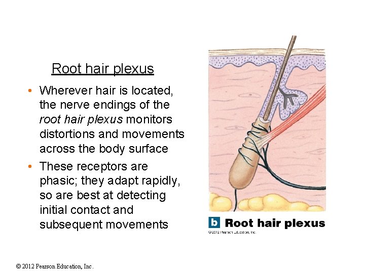 Root hair plexus • Wherever hair is located, the nerve endings of the root