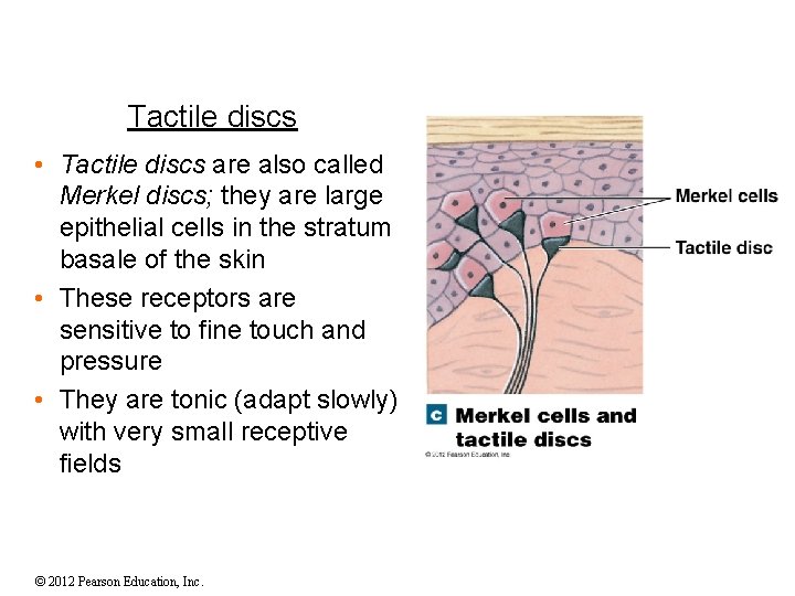 Tactile discs • Tactile discs are also called Merkel discs; they are large epithelial