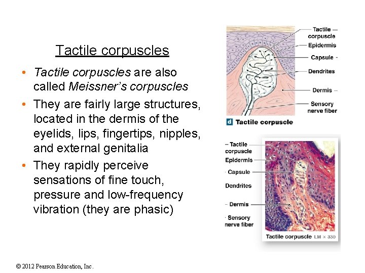 Tactile corpuscles • Tactile corpuscles are also called Meissner’s corpuscles • They are fairly