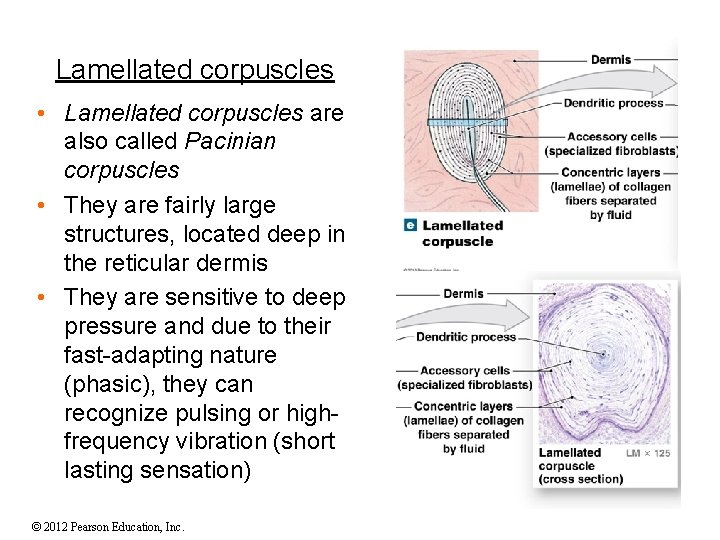 Lamellated corpuscles • Lamellated corpuscles are also called Pacinian corpuscles • They are fairly