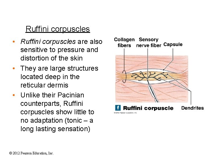 Ruffini corpuscles • Ruffini corpuscles are also sensitive to pressure and distortion of the