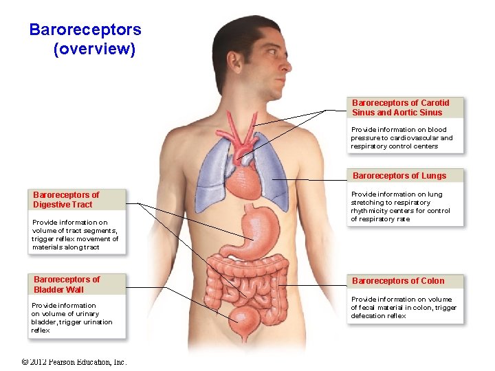 Baroreceptors (overview) Baroreceptors of Carotid Sinus and Aortic Sinus Provide information on blood pressure