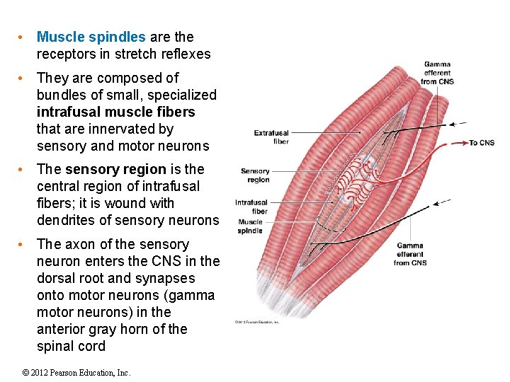  • Muscle spindles are the receptors in stretch reflexes • They are composed