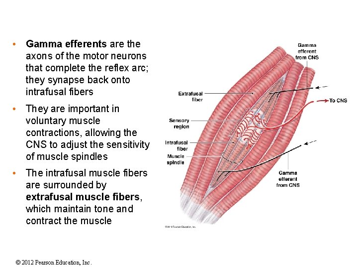  • Gamma efferents are the axons of the motor neurons that complete the