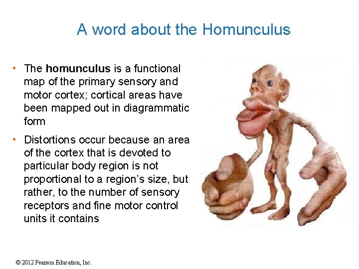 A word about the Homunculus • The homunculus is a functional map of the
