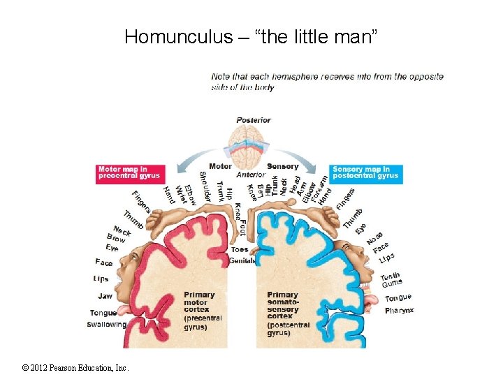 Homunculus – “the little man” © 2012 Pearson Education, Inc. 