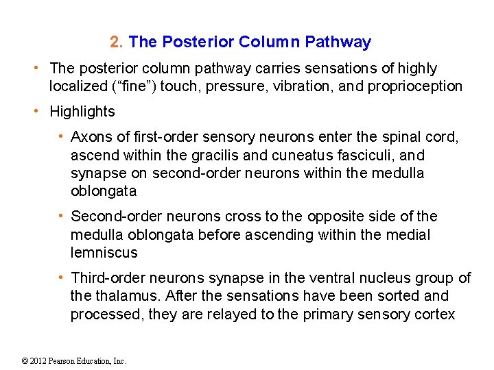 2. The Posterior Column Pathway • The posterior column pathway carries sensations of highly