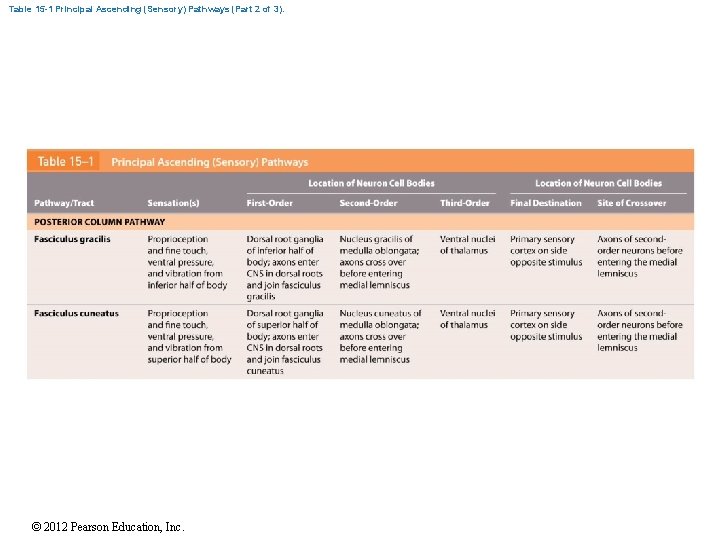 Table 15 -1 Principal Ascending (Sensory) Pathways (Part 2 of 3). © 2012 Pearson