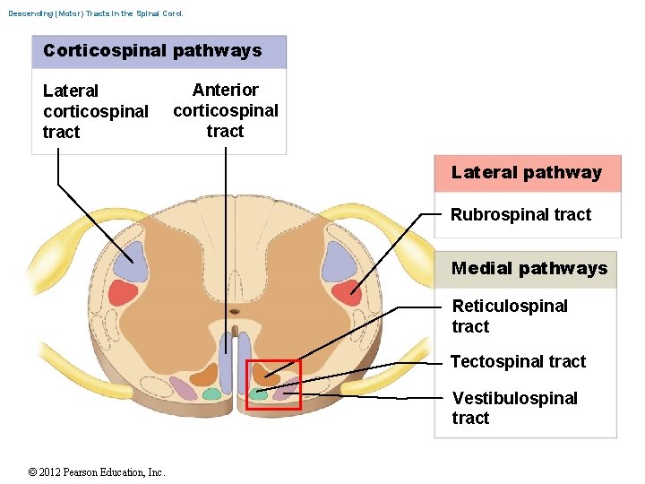 Descending (Motor) Tracts in the Spinal Cord. Corticospinal pathways Lateral corticospinal tract Anterior corticospinal