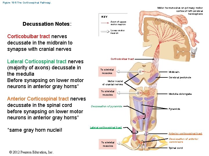 Figure 15 -9 The Corticospinal Pathway. Motor homunculus on primary motor cortex of left