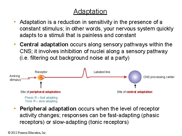 Adaptation • Adaptation is a reduction in sensitivity in the presence of a constant