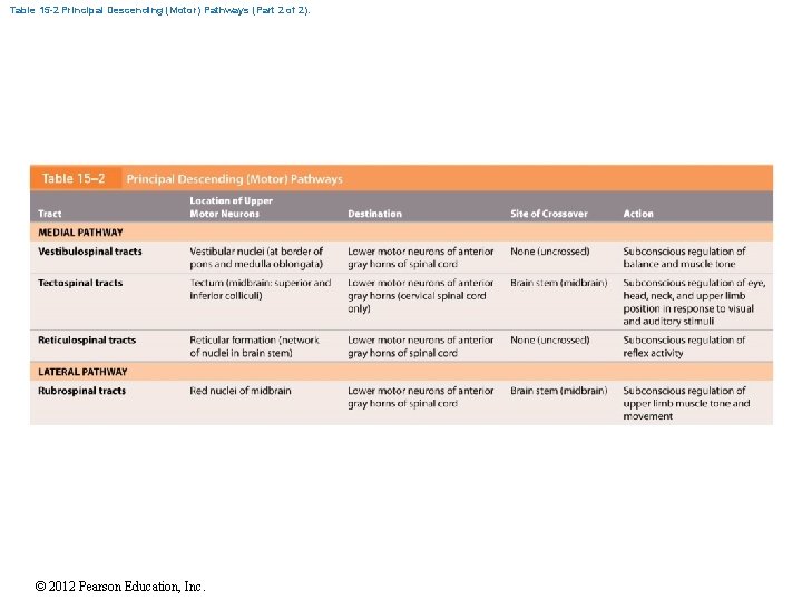 Table 15 -2 Principal Descending (Motor) Pathways (Part 2 of 2). © 2012 Pearson
