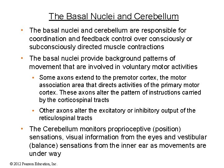 The Basal Nuclei and Cerebellum • The basal nuclei and cerebellum are responsible for