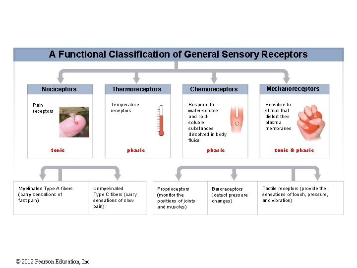 A Functional Classification of General Sensory Receptors Nociceptors Pain receptors tonic Myelinated Type A