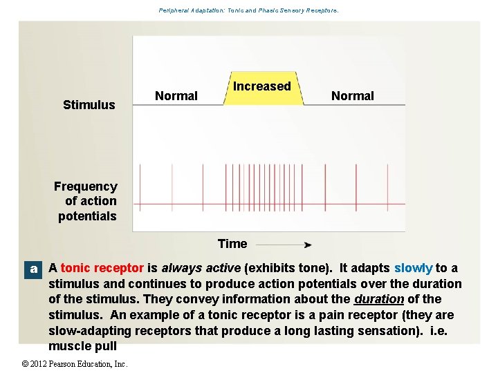 Peripheral Adaptation: Tonic and Phasic Sensory Receptors. Stimulus Normal Increased Normal Frequency of action