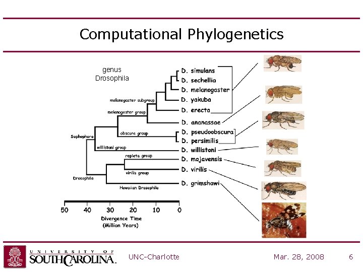 Computational Phylogenetics genus Drosophila UNC-Charlotte Mar. 28, 2008 6 