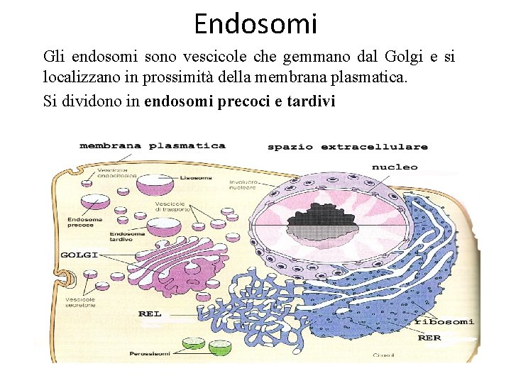 Endosomi Gli endosomi sono vescicole che gemmano dal Golgi e si localizzano in prossimità