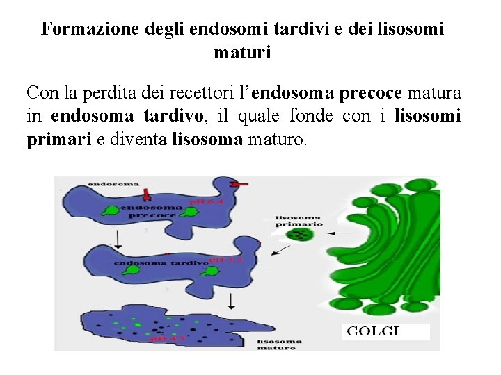 Formazione degli endosomi tardivi e dei lisosomi maturi Con la perdita dei recettori l’endosoma