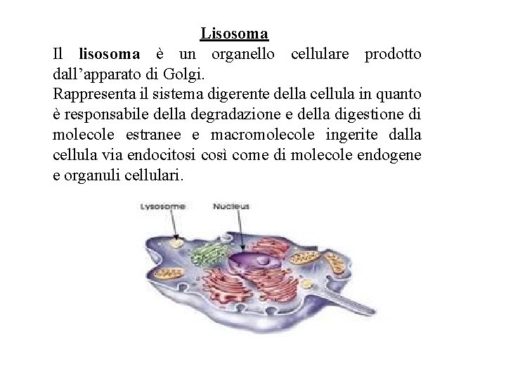 Lisosoma Il lisosoma è un organello cellulare prodotto dall’apparato di Golgi. Rappresenta il sistema
