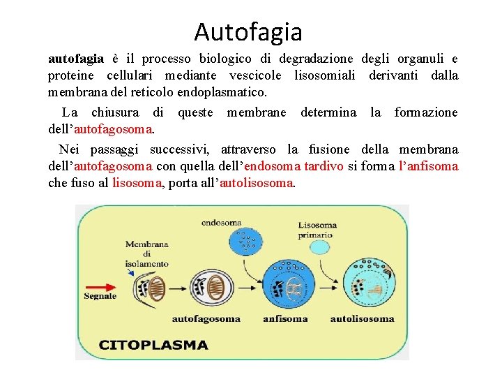 Autofagia autofagia è il processo biologico di degradazione degli organuli e proteine cellulari mediante