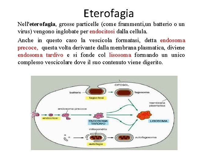 Eterofagia Nell'eterofagia, grosse particelle (come frammenti, un batterio o un virus) vengono inglobate per