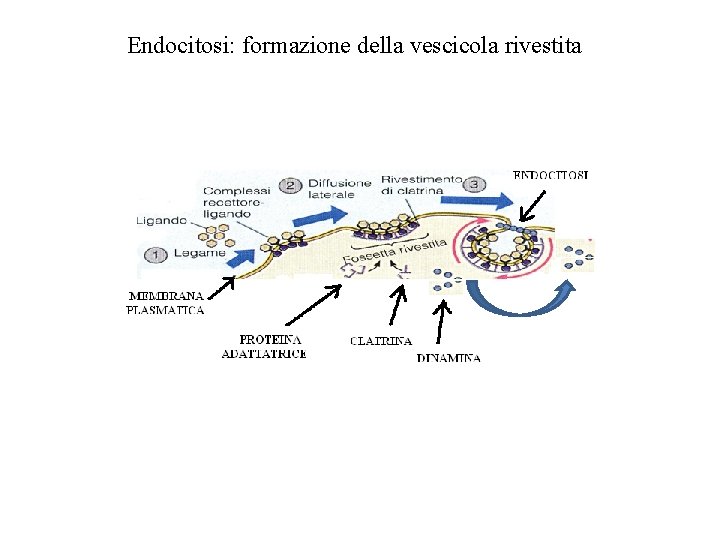 Endocitosi: formazione della vescicola rivestita 