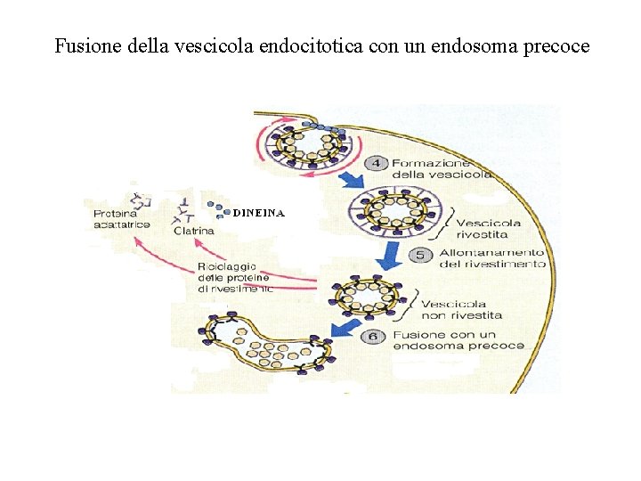 Fusione della vescicola endocitotica con un endosoma precoce 
