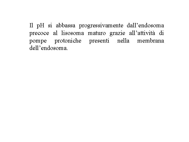 Il p. H si abbassa progressivamente dall’endosoma precoce al lisosoma maturo grazie all’attività di