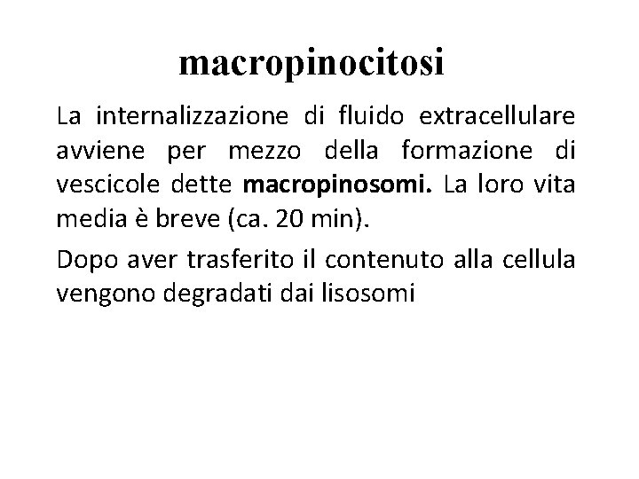 macropinocitosi La internalizzazione di fluido extracellulare avviene per mezzo della formazione di vescicole dette