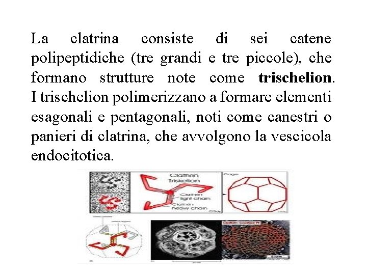 La clatrina consiste di sei catene polipeptidiche (tre grandi e tre piccole), che formano