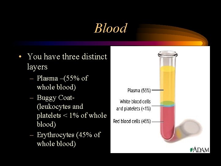 Blood • You have three distinct layers – Plasma –(55% of whole blood) –