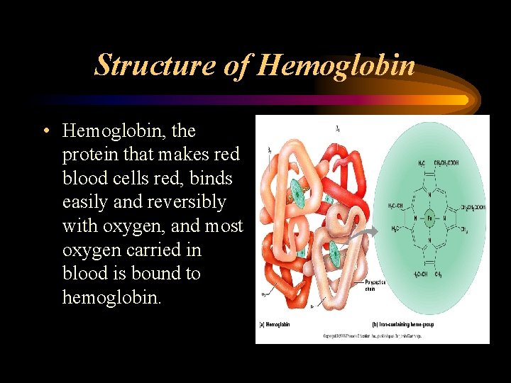 Structure of Hemoglobin • Hemoglobin, the protein that makes red blood cells red, binds