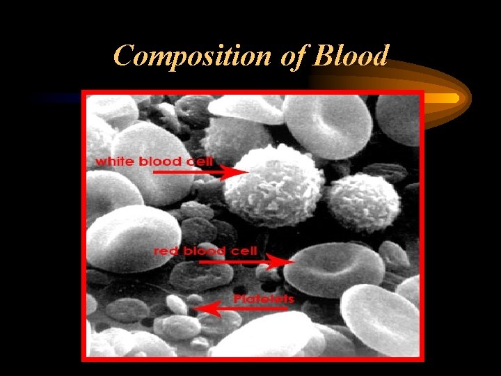 Composition of Blood 