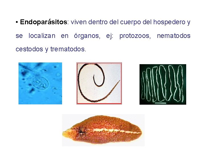  • Endoparásitos: viven dentro del cuerpo del hospedero y se localizan en órganos,