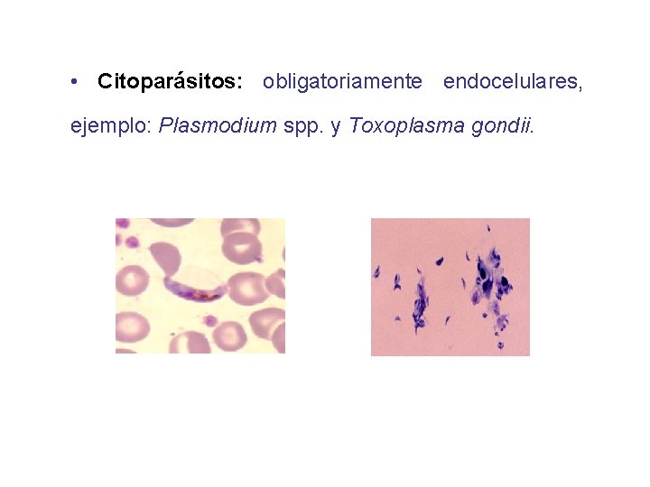  • Citoparásitos: obligatoriamente endocelulares, ejemplo: Plasmodium spp. y Toxoplasma gondii. 