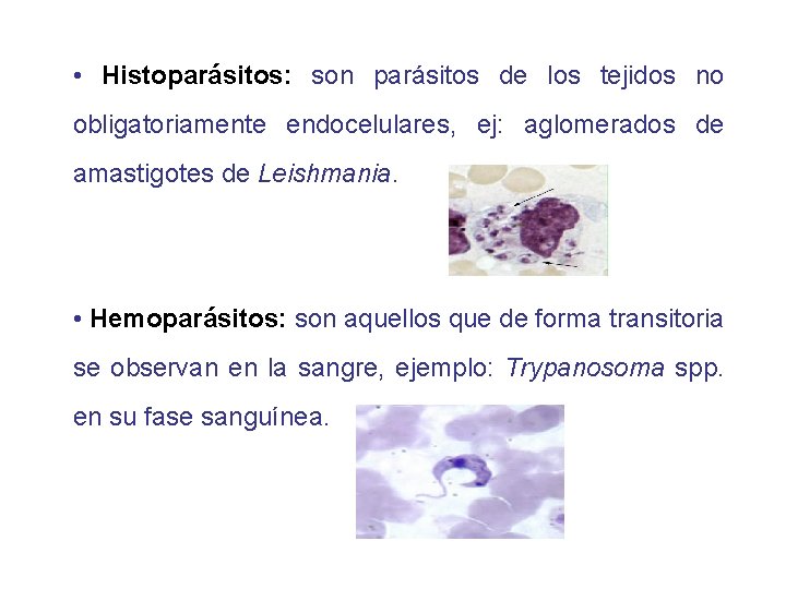  • Histoparásitos: son parásitos de los tejidos no obligatoriamente endocelulares, ej: aglomerados de