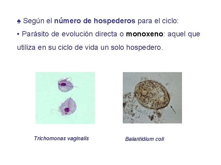♠ Según el número de hospederos para el ciclo: • Parásito de evolución directa