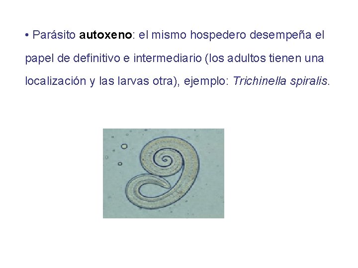  • Parásito autoxeno: el mismo hospedero desempeña el papel de definitivo e intermediario