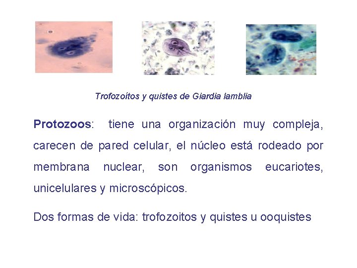 Trofozoítos y quistes de Giardia lamblia Protozoos: tiene una organización muy compleja, carecen de
