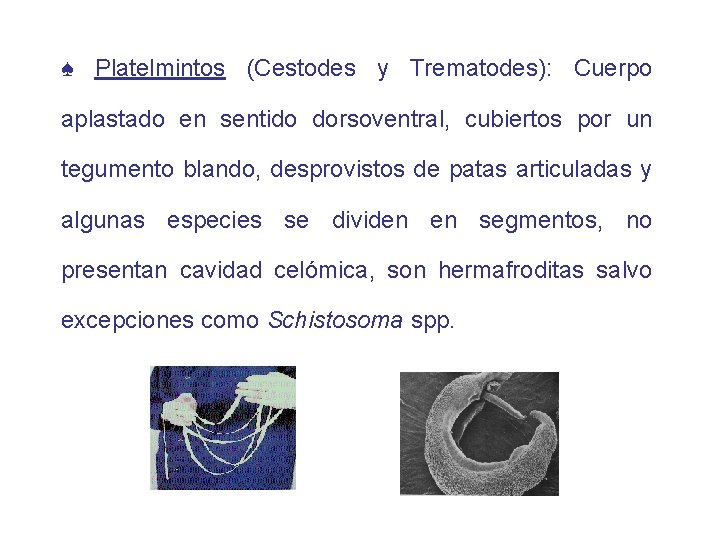 ♠ Platelmintos (Cestodes y Trematodes): Cuerpo aplastado en sentido dorsoventral, cubiertos por un tegumento