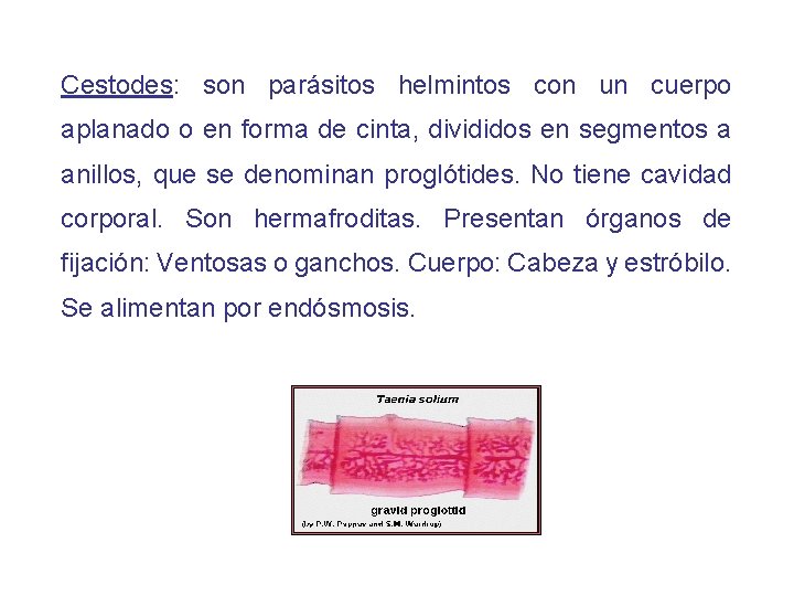 Cestodes: son parásitos helmintos con un cuerpo aplanado o en forma de cinta, divididos