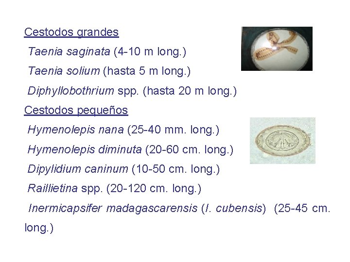Cestodos grandes Taenia saginata (4 -10 m long. ) Taenia solium (hasta 5 m