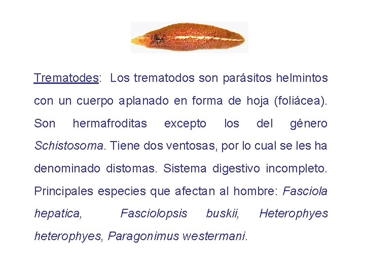 Trematodes: Los trematodos son parásitos helmintos con un cuerpo aplanado en forma de hoja