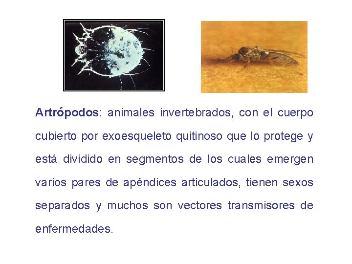 Artrópodos: animales invertebrados, con el cuerpo cubierto por exoesqueleto quitinoso que lo protege y