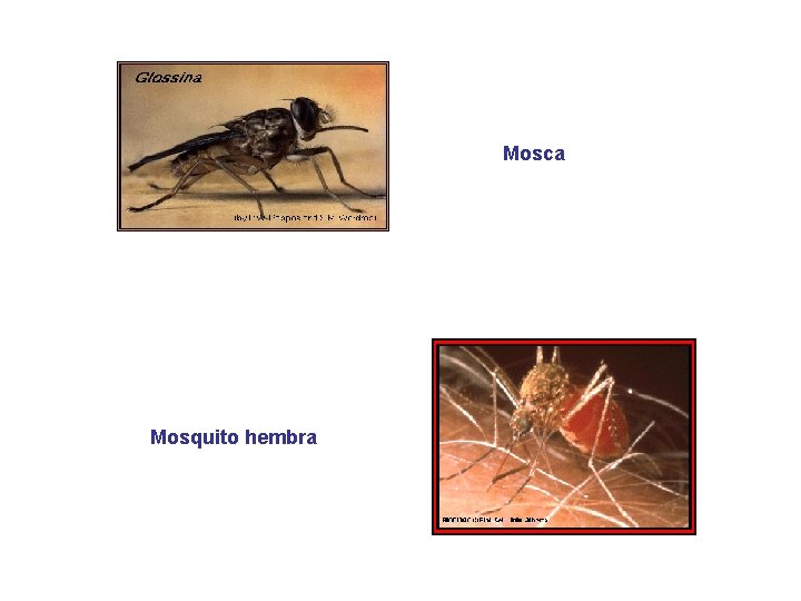 Mosca Mosquito hembra 