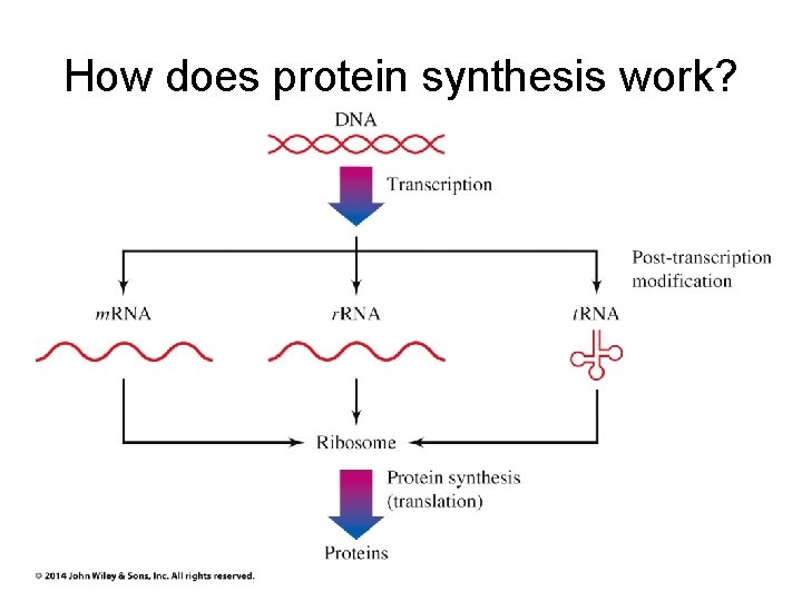 How does protein synthesis work? 