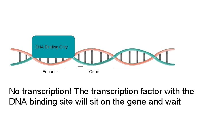 DNA Binding Only Enhancer Gene No transcription! The transcription factor with the DNA binding