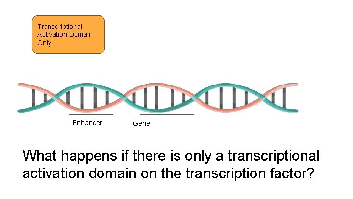 Transcriptional Activation Domain Only Enhancer Gene What happens if there is only a transcriptional